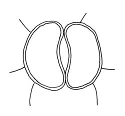Gigaspermum repens, stoma. Drawn from W. Martin s.n., 24 Aug. 1955, CHR 566139 A.
 Image: R.C. Wagstaff © Landcare Research 2015 